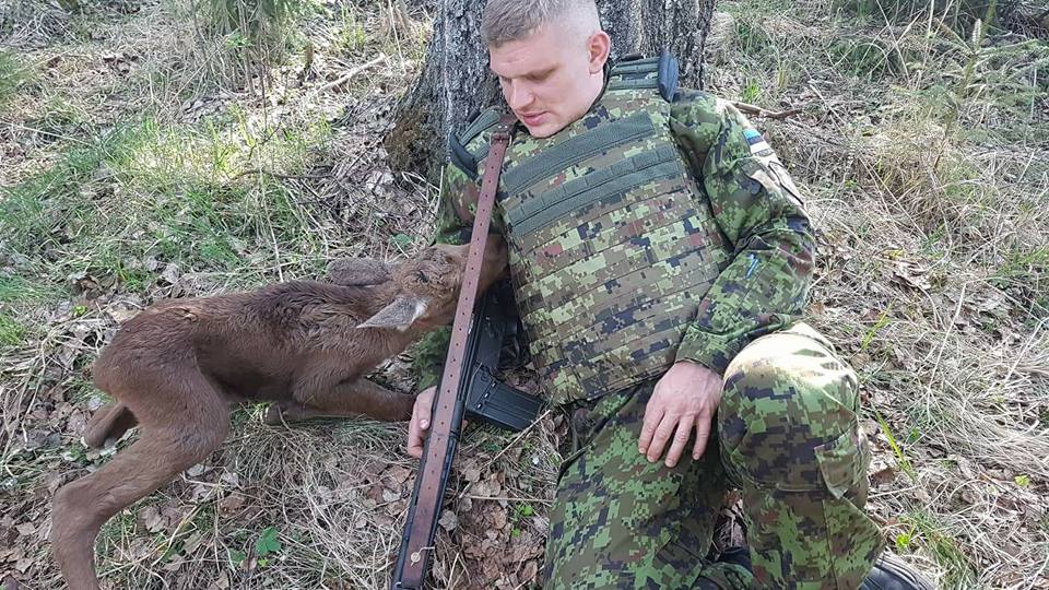 Prikko podczas spotkania z łosiem