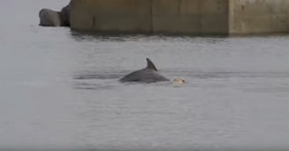 Delfin i pies podczas zabawy