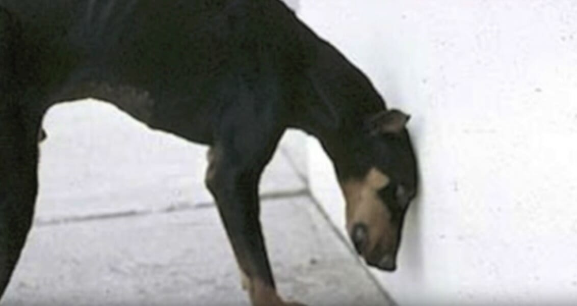 Doberman przykładający głowę do ściany
