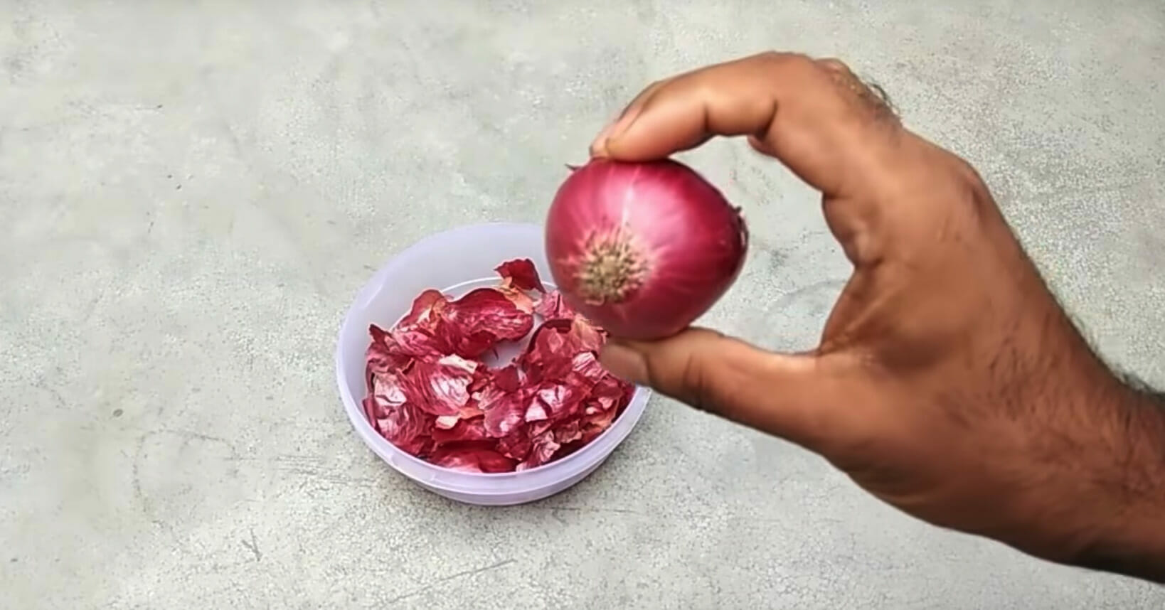 cebula