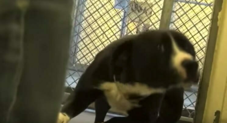 Pitbull Benny w swoim kojcu