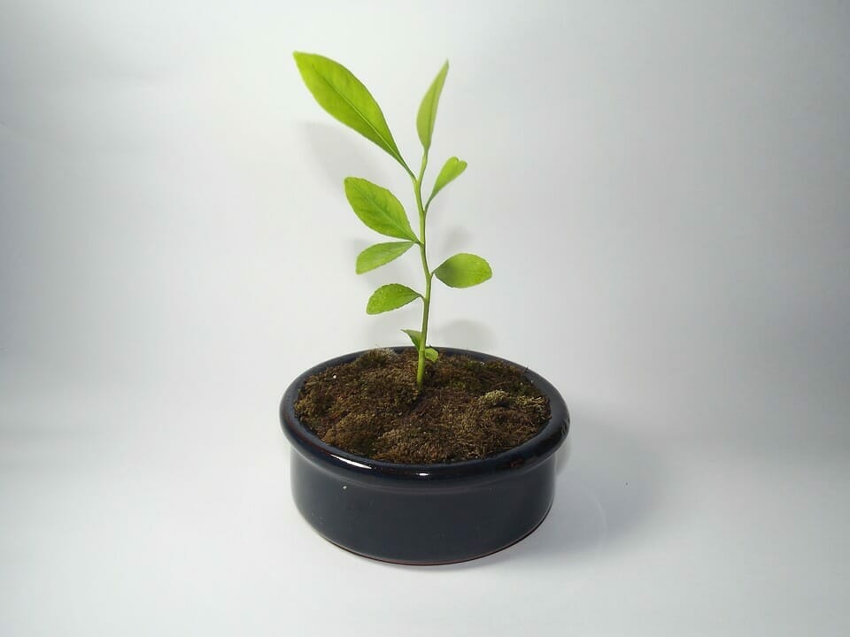 Drzewko cytrynowe