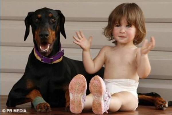 Doberman Khan i Charlotte - dziewczynka, którą uratował