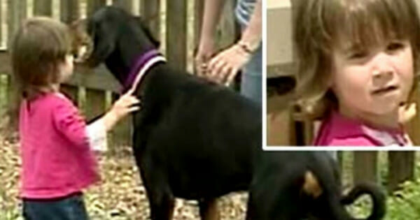 Doberman Khan i Charlotte - dziewczynka, którą uratował