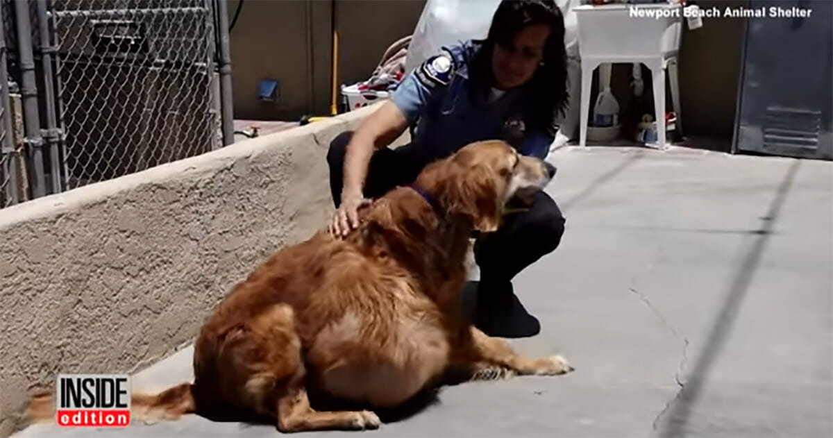 Golden retreiver imieniem Henry z 20-kilogramowym nowotworem
