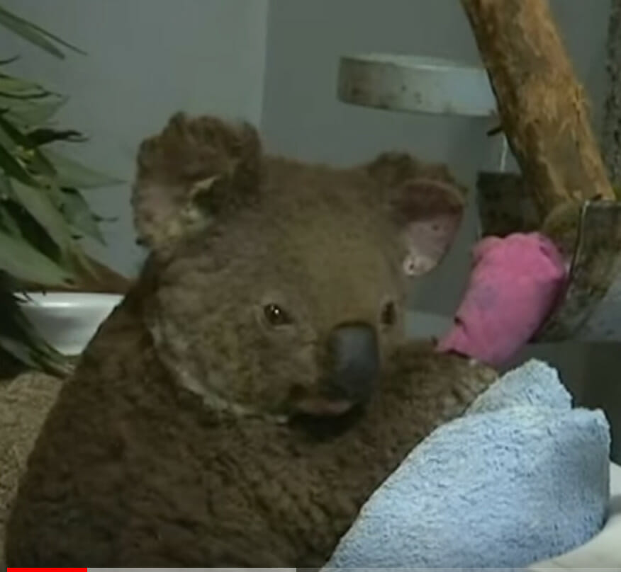 Koala w potrzebie