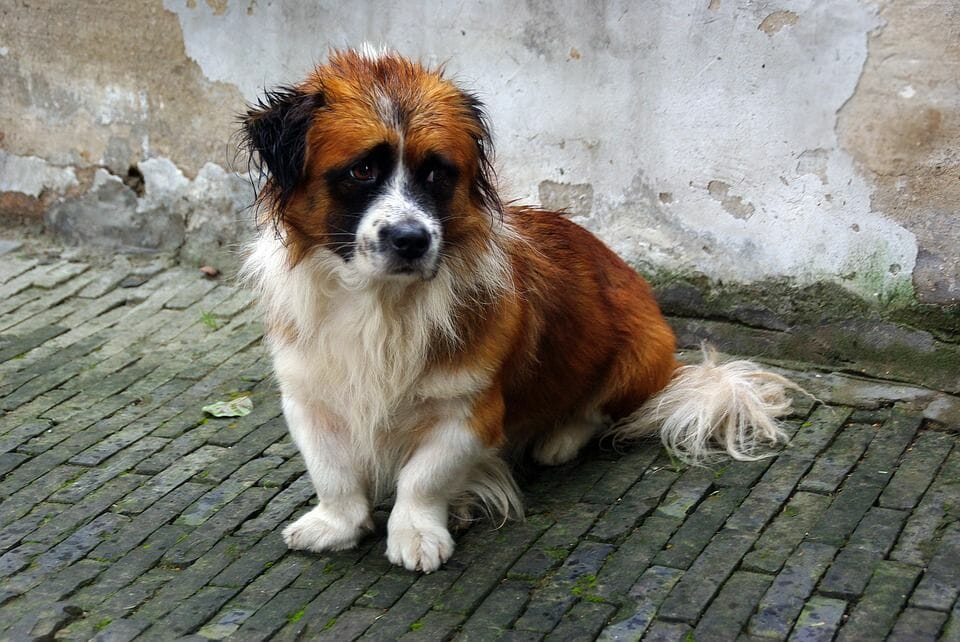 smutny piesek