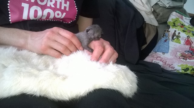 mały kotek na kolanach człowieka