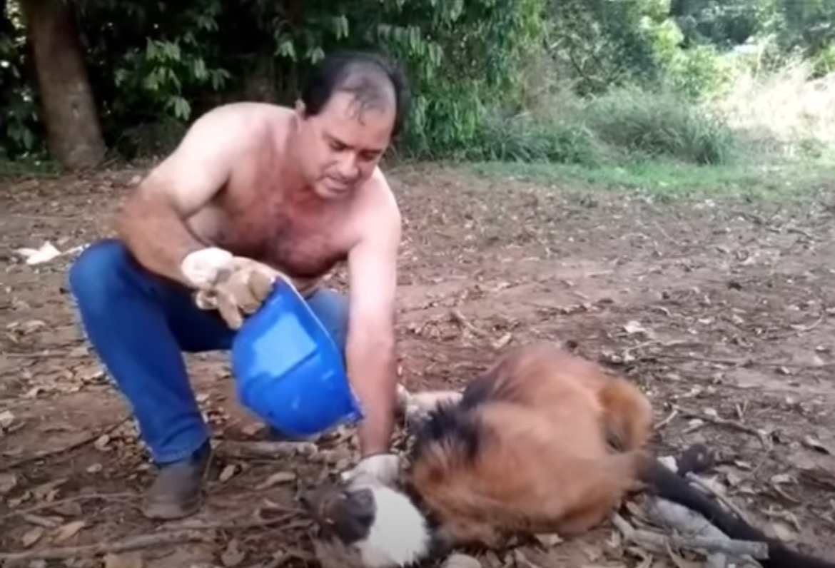 mężczyzna i zwierzę