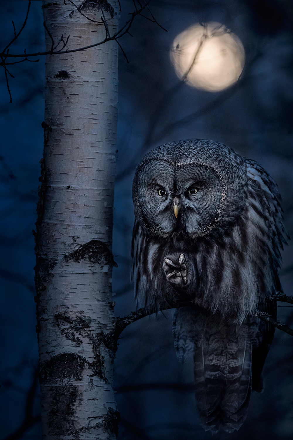 sowa nocą