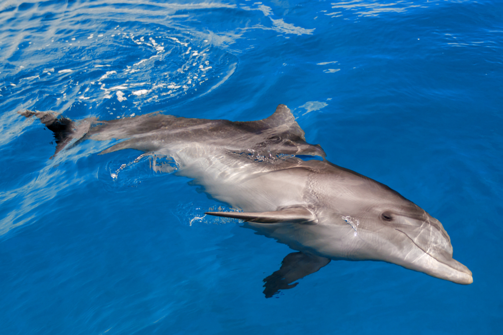 delfin w wodzie