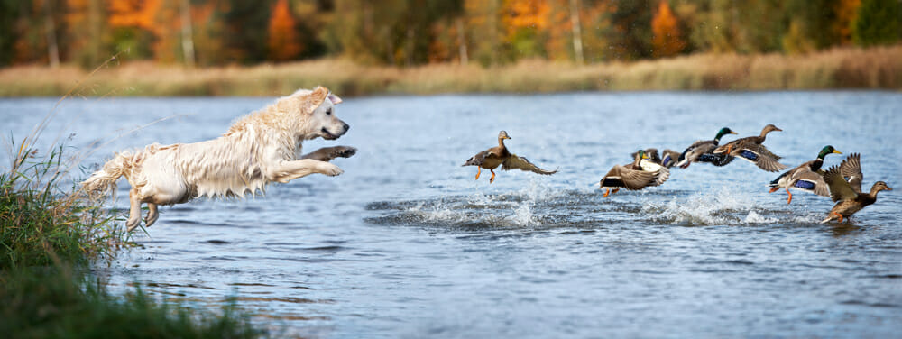 pies goni ptaki nad wodą