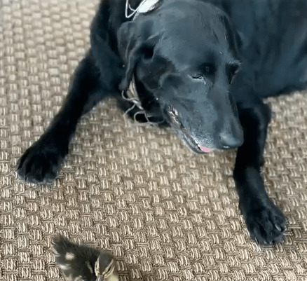 pies i kaczka na dywanie
