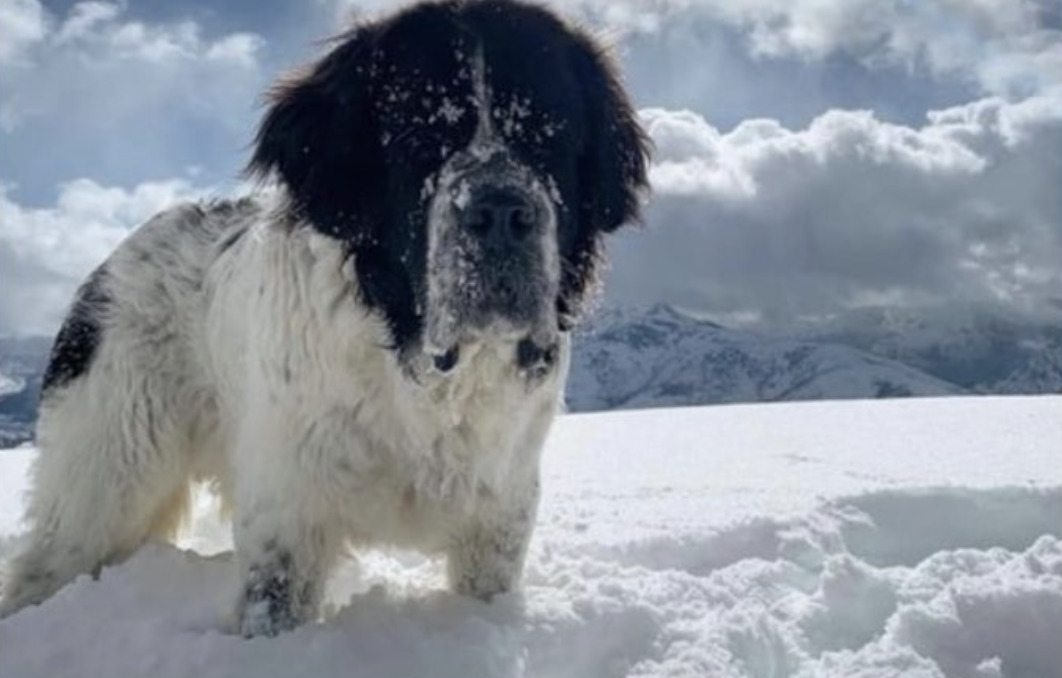 pies stoi w śniegu