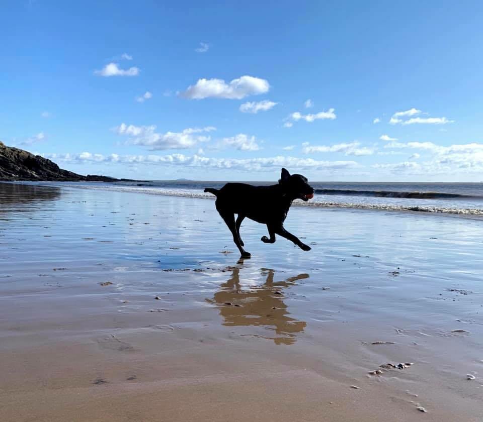 pies biegnie po plaży