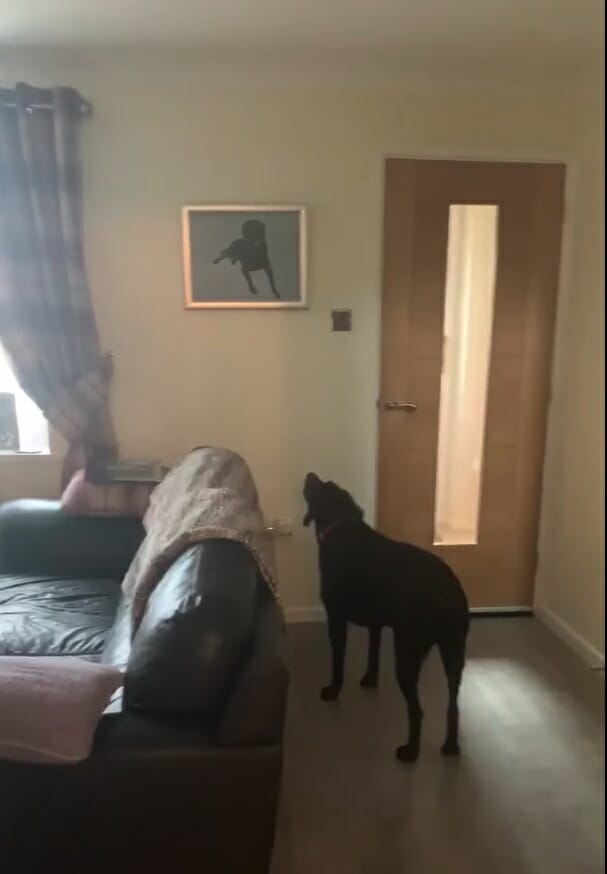 pies  stoi przy drzwiach