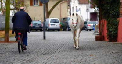 Koń chodzi bez opieki po ulicach z przyczepioną kartą: "Mam na imię Jenny, nie uciekłam, jestem na spacerze”
