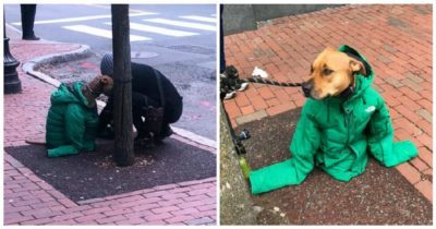 Kobieta daje trzęsącemu się z zimna psu swoją kurtkę, aby go ogrzać, nie wie, że ktoś zrobił jej zdjęcia