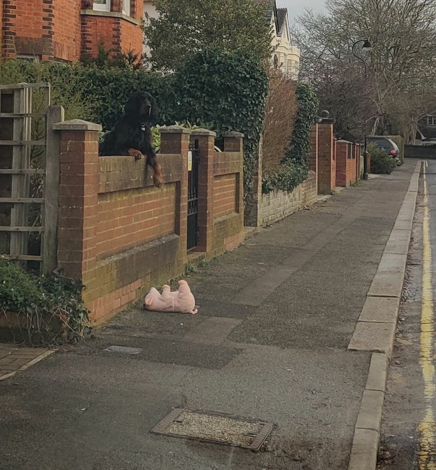 pies stoi przy ogrodzeniu, a na chodniku leży różowa zabawka