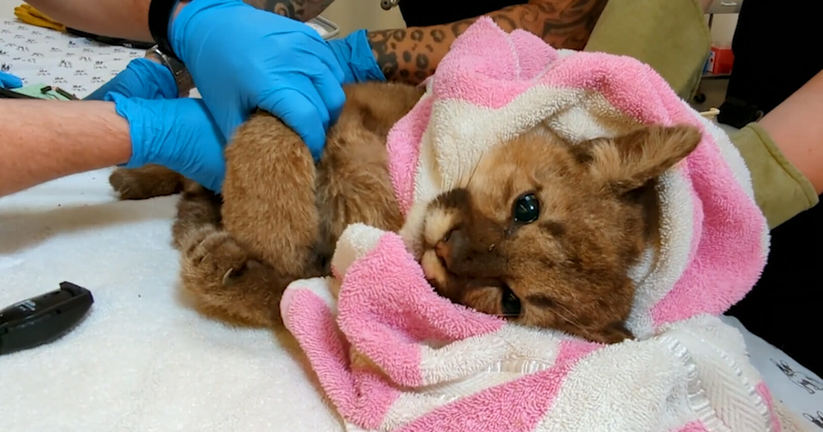 Osierocona mała puma Rose była na skraju śmierci gdy znaleźli ją turyści - weterynarze walczą o jej życie