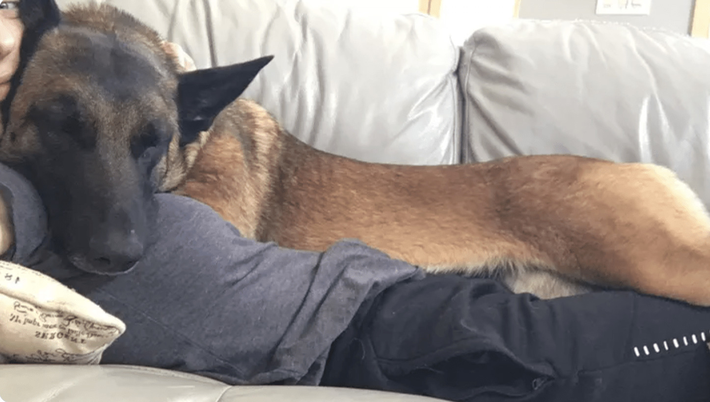 pies leży z kobietą na kanapie