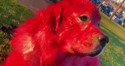 Kobieta farbuje sierść swojego psa na krwistą czerwień - miłośnicy zwierząt wpadają w szał