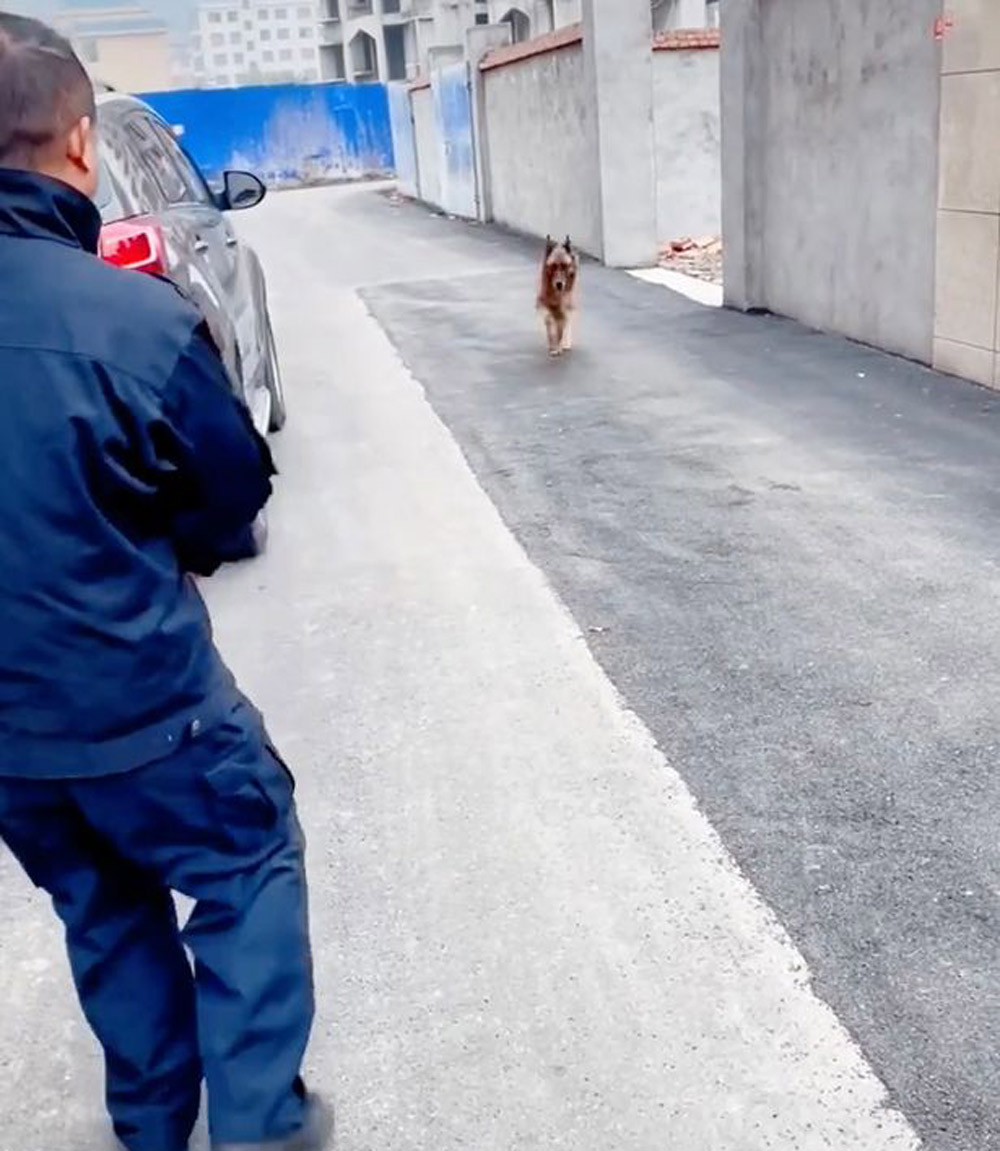 pies idzie drogą w kierunku mężczyzny