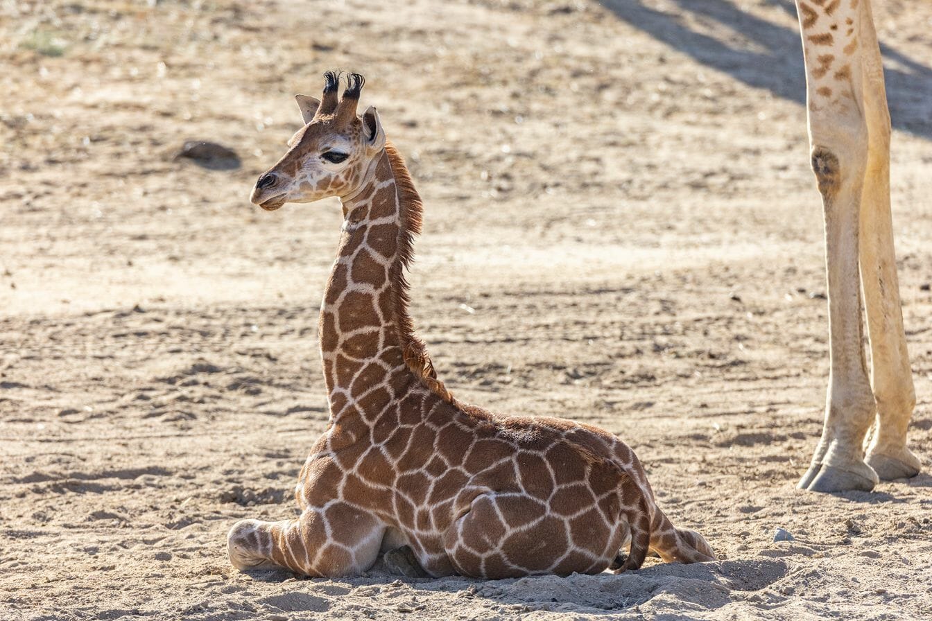mała żyrafa siedzi na piasku w tle widać nogi innej żyrafy