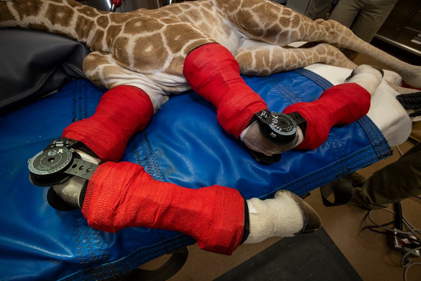 żyrafa z przednimi nogami w czerwonych opatrunkach