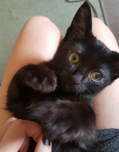 mały, czarny kotek trzymany w rękach