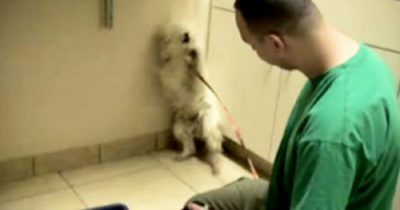 Przerażony pies ma zostać uśpiony - jej reakcja, gdy zdaje sobie sprawę, że zostanie uratowana, jest niewiarygodna