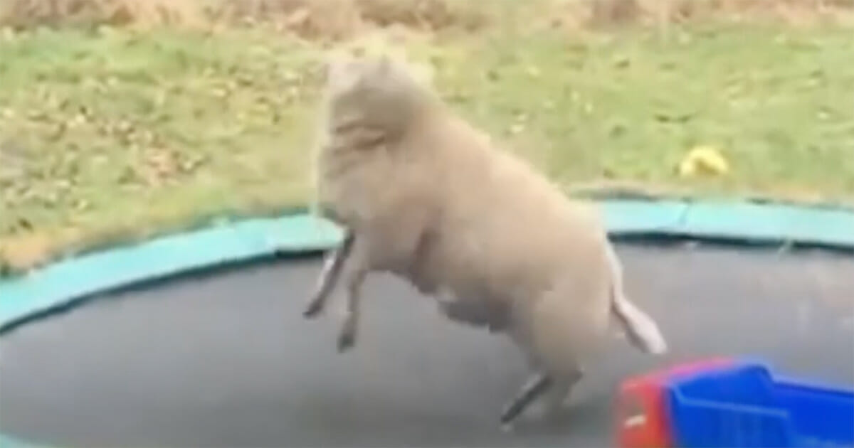 owca skacze na trampolinie