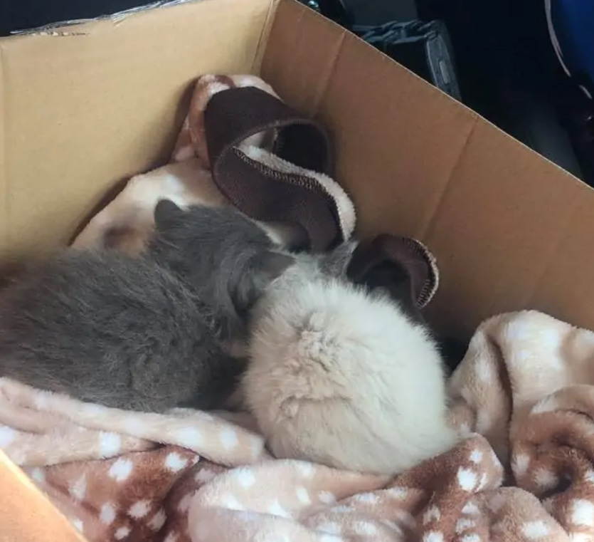 dwa kotki leżą na kocu w kartonie