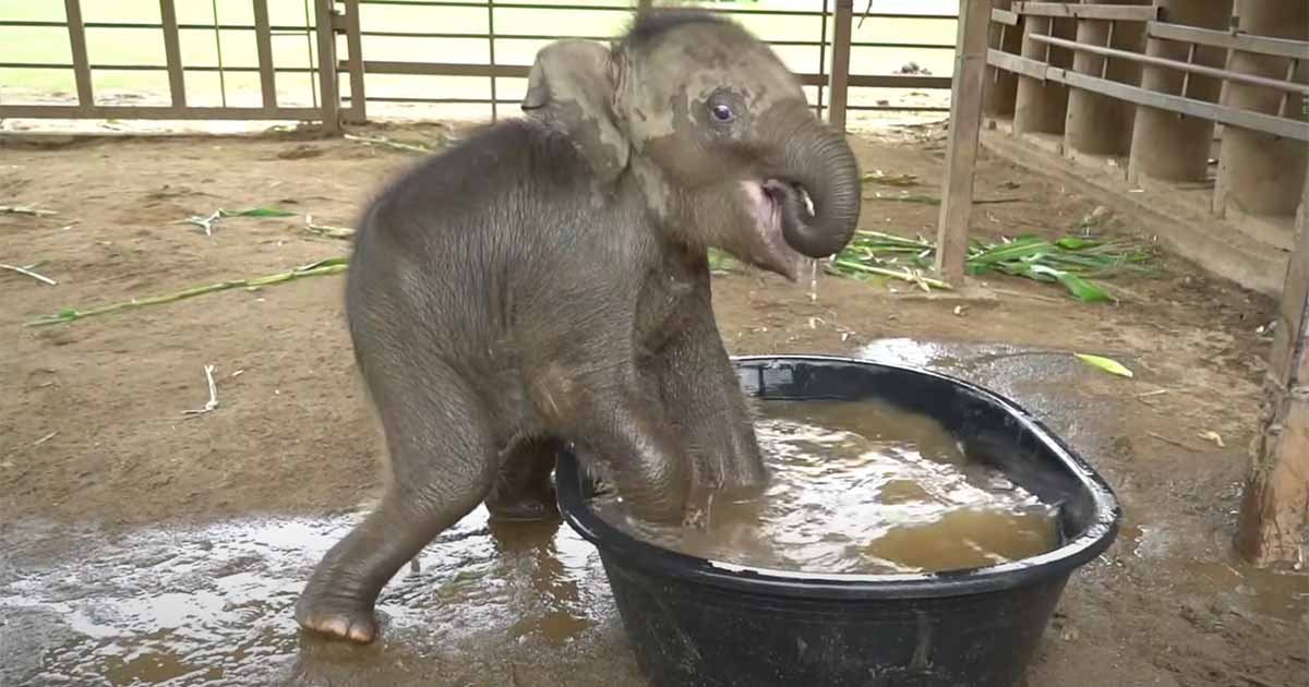 słoniątko zanurza przednie nogi w naczyniu z wodą