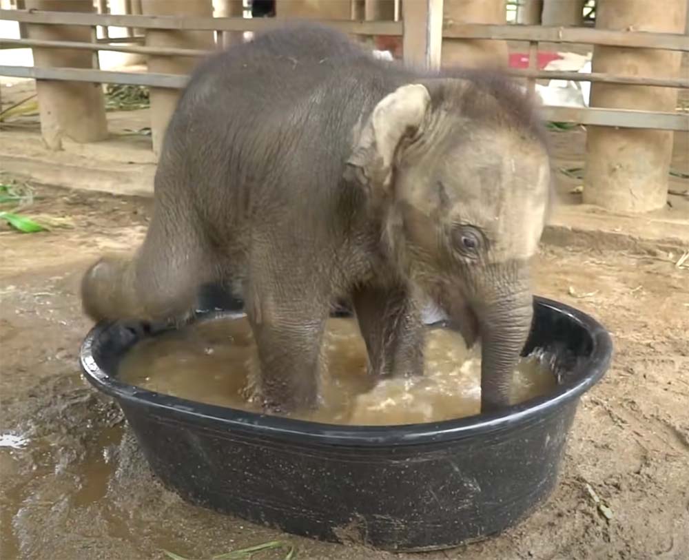 słoniątko wchodzi na miski z wodą