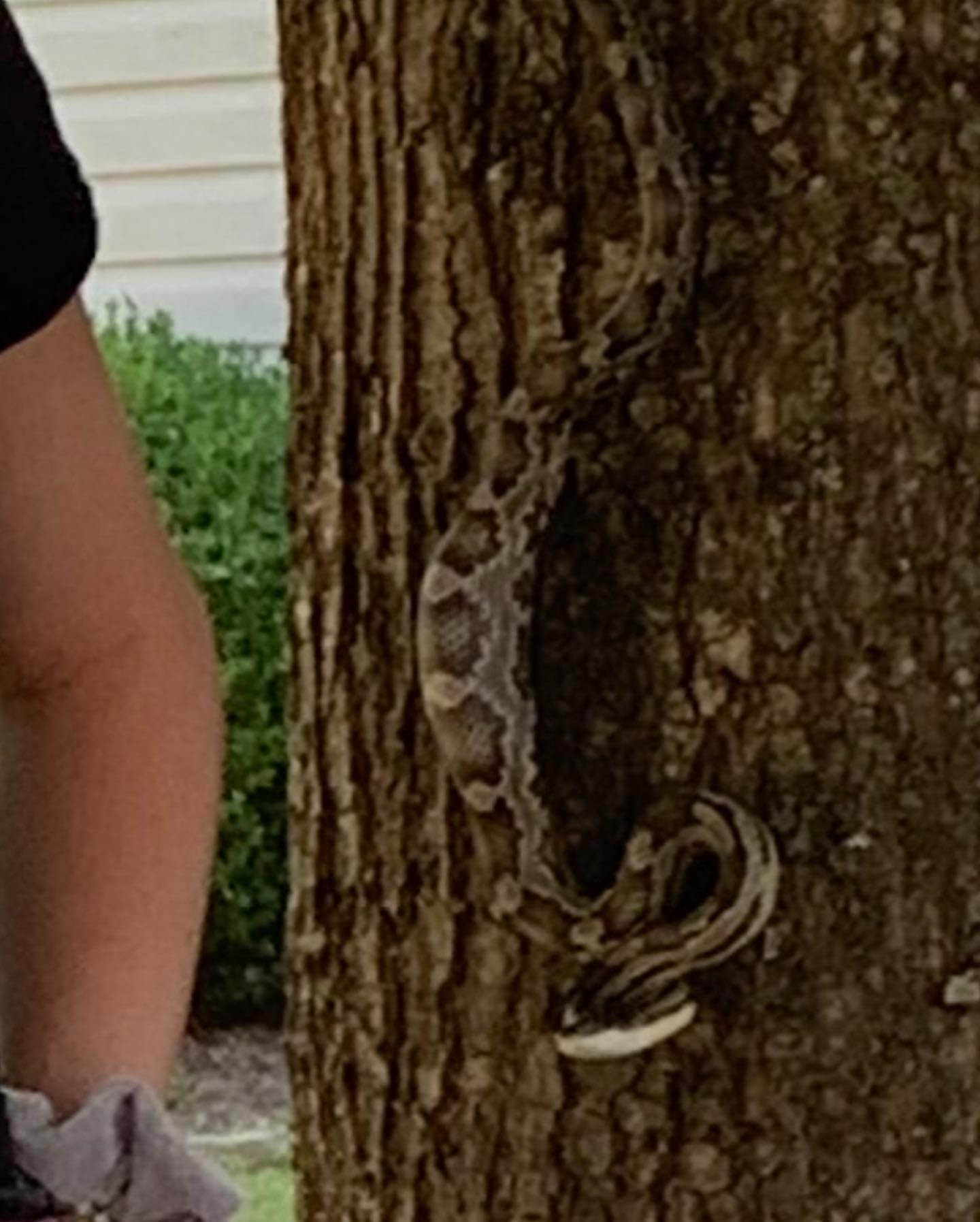 wąż na drzewie