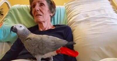 Umierająca kobieta żegna się ze swoją papugą: reakcja ptaka sprawiła, że zalałam się łzami