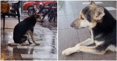 Pies codziennie czeka na zewnątrz w deszczu na właściciela - wirusowe wideo prowadzi do ponownego spotkania