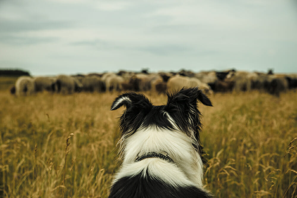 czarno biały pies pilnuje stada owiec