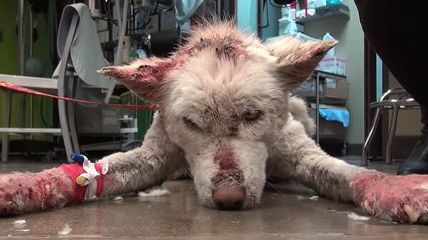 ranny pies leży na podłodze w lecznicy