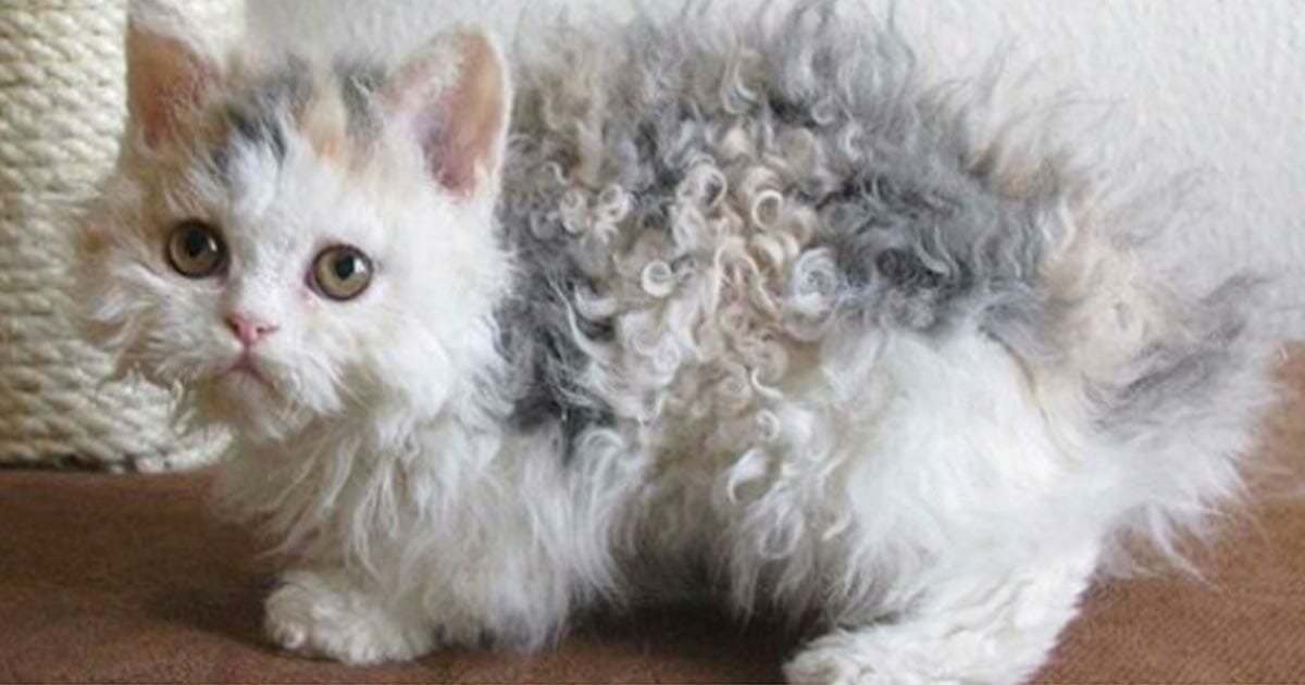 Selkirk rex - Lue uusimmat aiheesta Selkirk rex sivulta Newsner