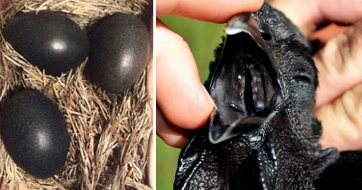 märkä Ebony tytöt