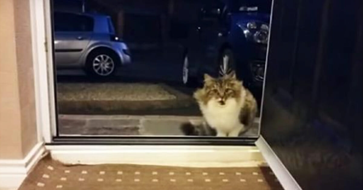 Koditon kissa aneli ovella pääsyä sisään: Vain hetkeä myöhemmin mies  huomasi, ettei se ollut yksin