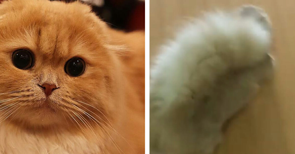 Bell-kissa on saavuttanut suuren suosion internetissä – katso tarkemmin sen  häntää, niin ymmärrät miksi