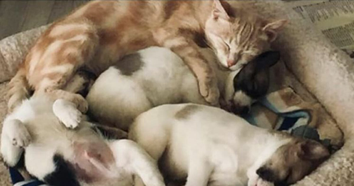 Koiranpennut menettivät emonsa – silloin omat pentunsa traagisesti  menettänyt kissa adoptoi ne omakseen