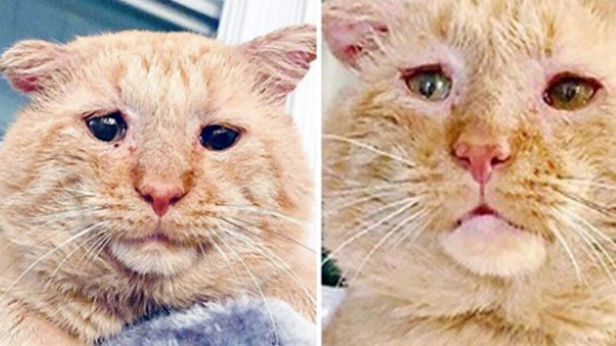 Monty, kissa jolla on Downin syndrooma, ihastuttaa ihmisiä ympäri maailmaa