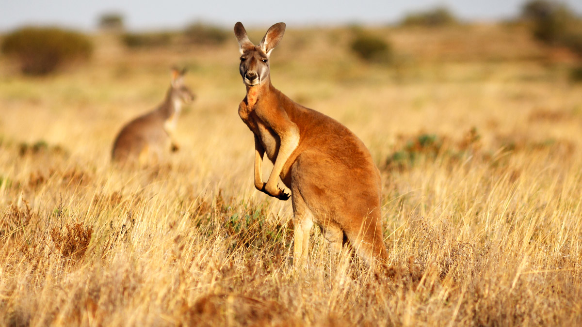 Kenguru, australia