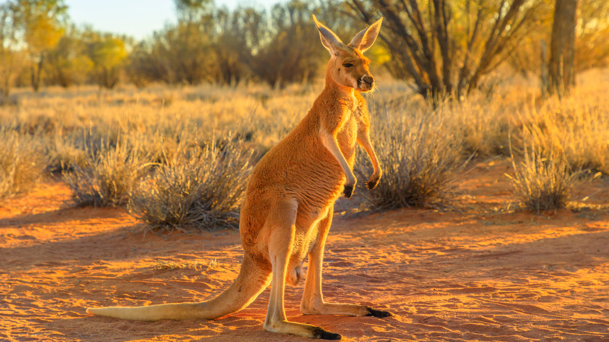Kenguru, australia