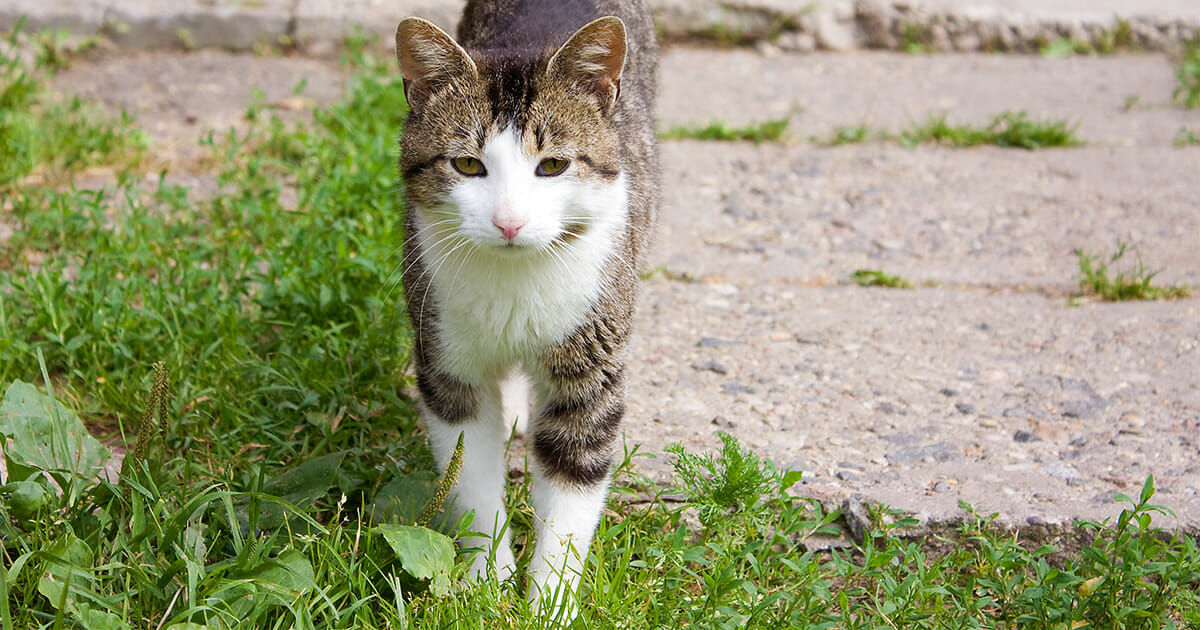 Mann fisket inn en katt fra balkongen - fanget den med ...