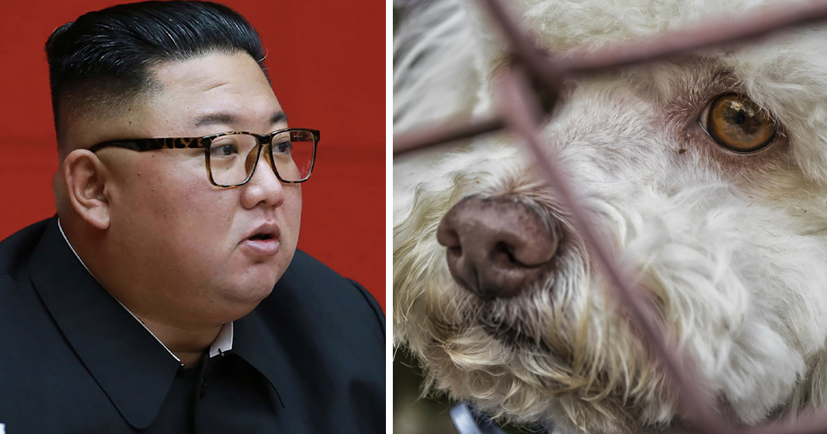 Kim Jongun tvinger folk å overgi husdyrene sine skal bli mat i